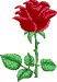 rose1__blooming.gif